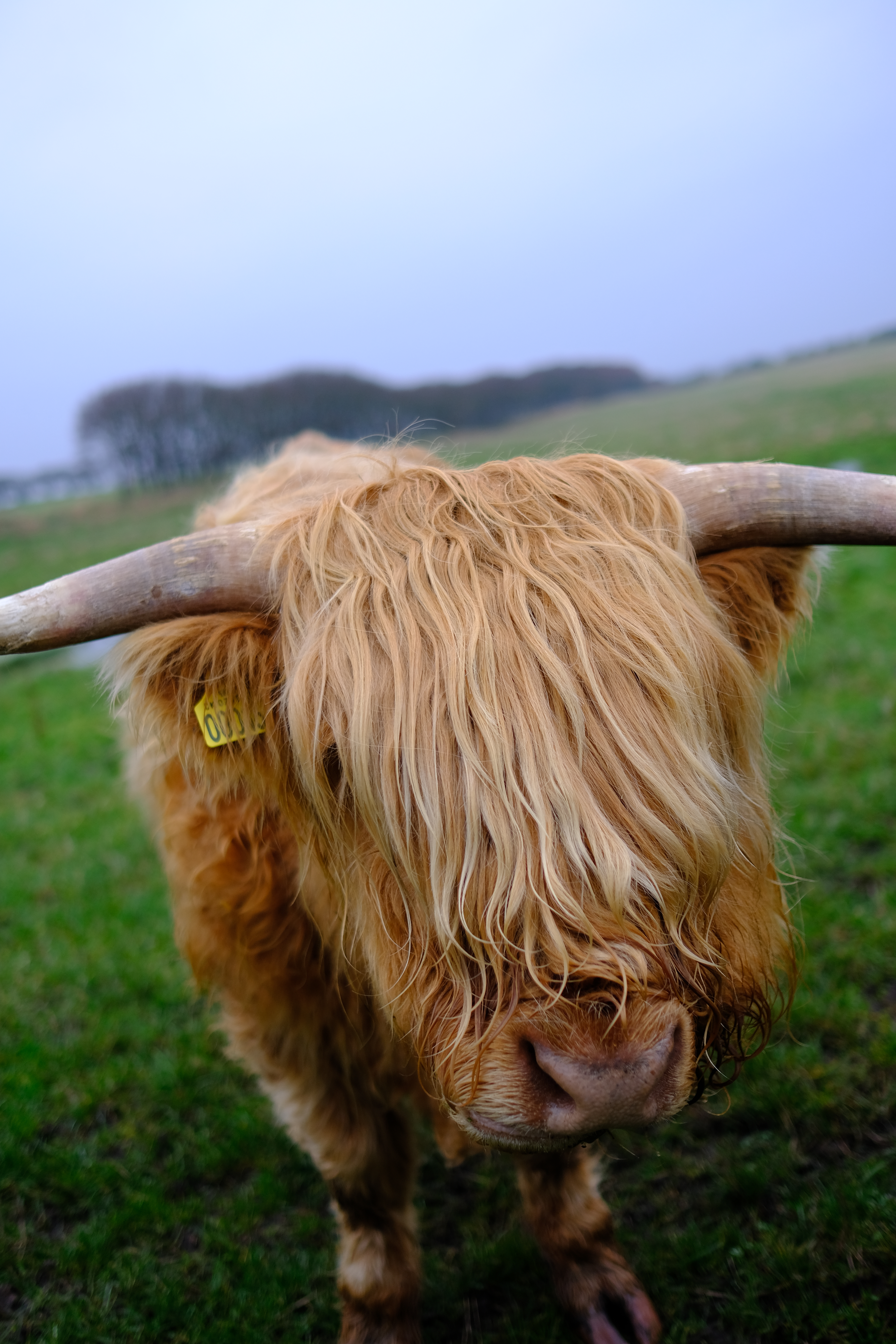A cow with long horns and long blond hair stands in a grassy field.
