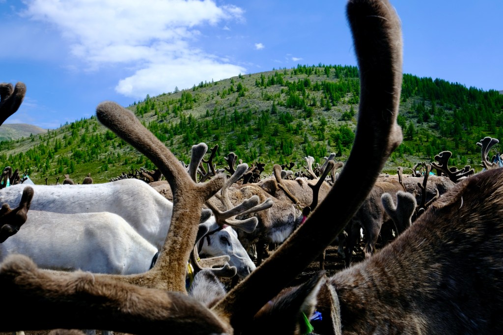 Exploring Mongolia: A Journey to the Reindeer People